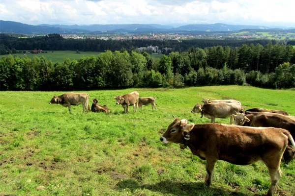 Ferienhof Frei - Isny im Westallgäu