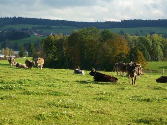 Ferienhof Frei - Isny im Westallgäu